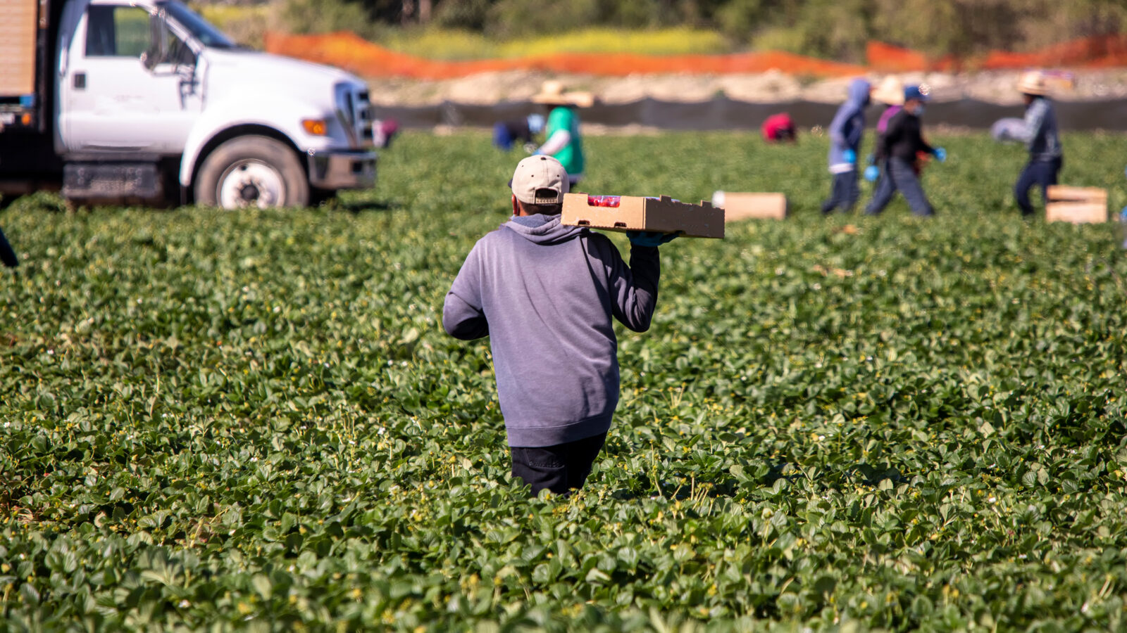 Migrant worker working at farm