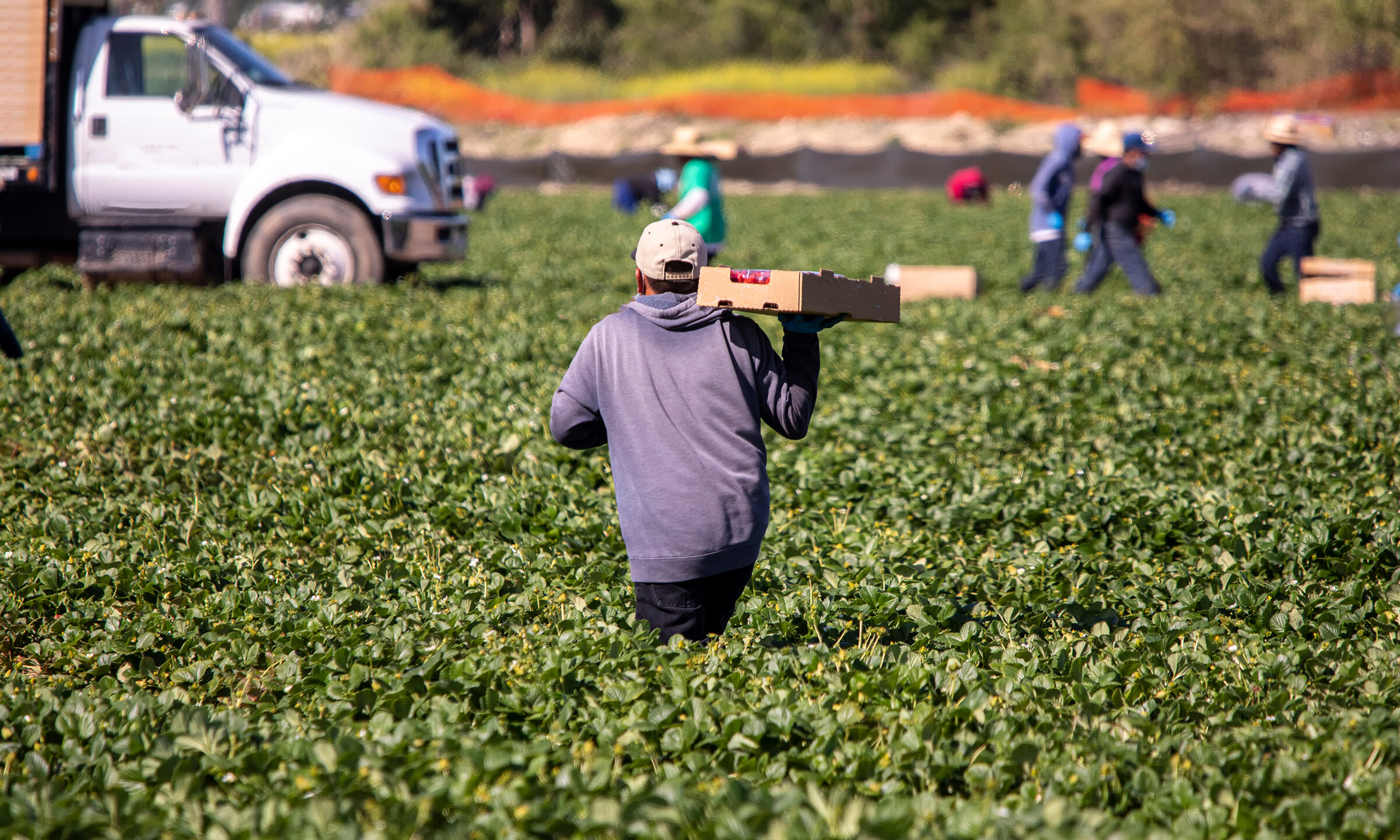 Migrant worker working at farm